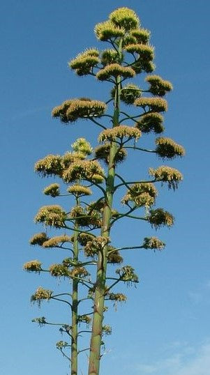 L’Aloe Arborescens recette Zago au jus d’agave