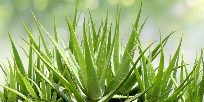 Le dossier de l’Aloe Arborescens  : Vera et Arbo, deux cousins qui nous veulent du bien
