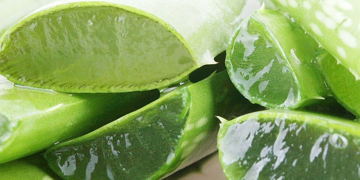 Le dossier de l'aloe Arborescens : Gel, pulpe, jus, sève, mucilage, comment s’y reconnaître ?