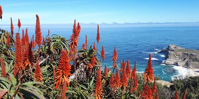 Le dossier de l’Aloe Arborescens : Les aloes, une famille exubérante