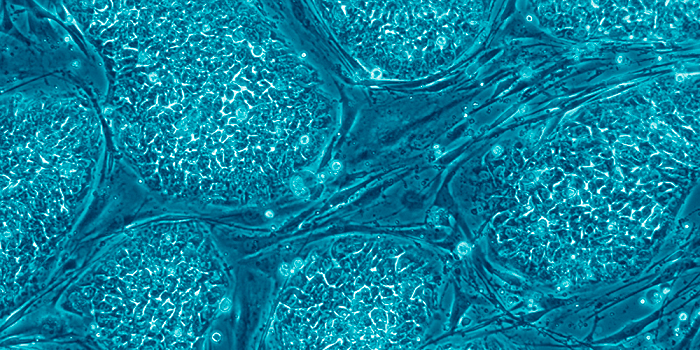 Ces incroyables cellules de notre corps