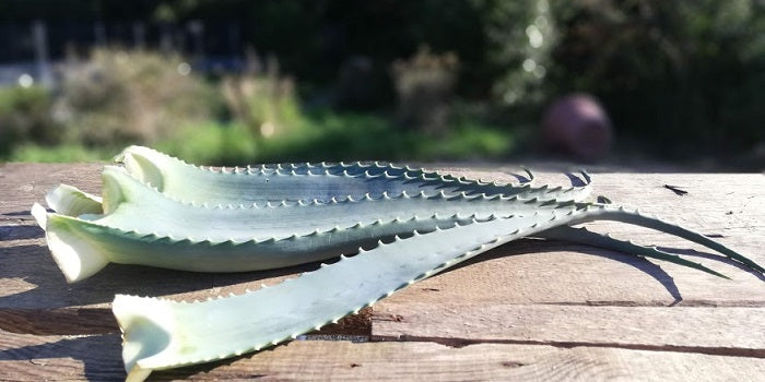 Le dossier de l’Aloe Arborescens : Les feuilles d'aloe